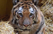 Dwa tygrysy z zoo w Poznaniu wciąż walczą o życie. ''Nie jest dobrze''