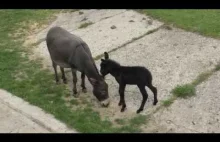 Osioł ZOO Chorzów