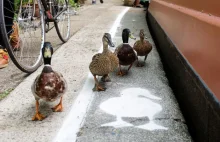 W Anglii powstały chodniki dla kaczek
