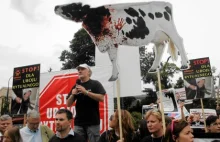 Terlikowski: Zwierzęta nie mają praw