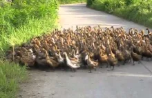 How raise a 2000 Duck Army