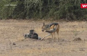 Ratel miodożerny vs. pyton i dwa szakale