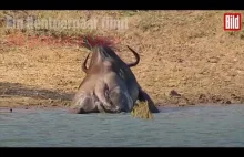 Dwa dzielne hipopotamy ratują gnu z paszczy krokodyla