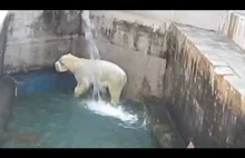 Niedźwiedź polarny rozkoszuje się zimną wodą