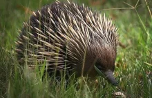 Kolczatka australijska - kolczasty siłacz