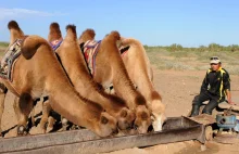 Australia płonie. 10 000 wielbłądów do odstrzału. Piją za dużo wody