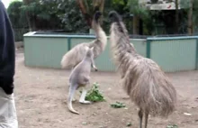 Niewinnie wyglądająca zabawa młodego kangura z trzema emu