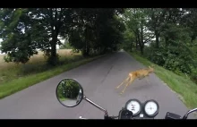 UWAGA JELEŃ NA DRODZE! MOTORCYCLE (ALMOST) HIT THE DEER!