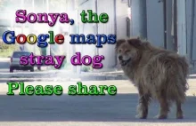 Sonya, pies uratowany przez Google Maps