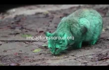 BULGARIA-Green Cat Varna Zelena kokta