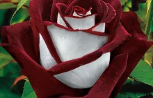 Osiria - odmiana róży