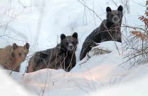 Niedźwiedzica z trzema młodymi w Bieszczadach.