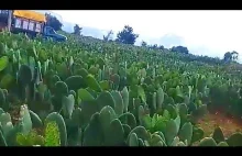 Trzęsienie ziemi na farmie kaktusów