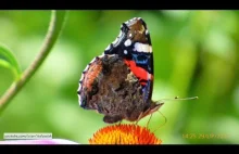 #274 Motyle- (Jeżówka Echinacea), Budleja Dawida (Buddleja davidii)
