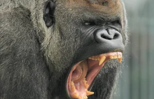 Goryl - największa i najsilniejsza małpa świata.