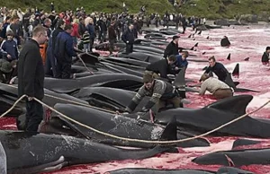 Mordowanie delfinów w Danii i na Wyspach Owczych