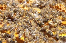 Tworzy aplikację wykrywającą warrozę - zabójcę pszczół