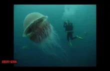 Top5- Ningen, Megladon, giant Jellyfish. Mysterious sea creatures caught...