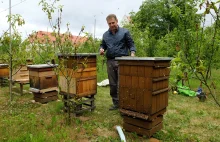 Sekrety z życia pszczół. Jakie miejsce w hierarchii ma truteń?