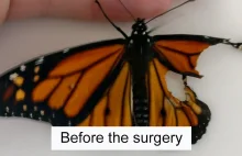 Kobieta wykonuje operację na motylu monarchy ze złamanym skrzydłem.