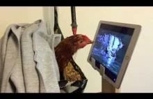 Kura oglądająca filmy na tablecie w czasie rekonwalescencji