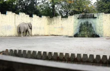 Słoń Mali – 40 lat samotności za kratami zoo