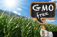 Bez-GMO - deklaracja grubymi nićmi szyta