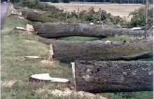 Masowa wycinka drzew w Polsce? Kto coś wie?