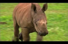 Młoda samica nosorożca wychodzi na rozbieganie po 4 tygodniowej rehabilitacji