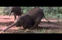 Pijane zwierzęta w Afryce