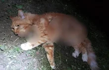 Dwa psy pogryzły kota na Targówku. Wypowiedz właścicielki szokuje