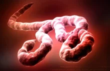 Negacjonizm Eboli: teorie spiskowe, szarlataneria i posłannictwo [ENG]