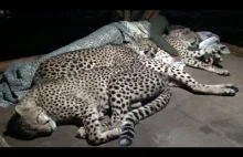 Jak sypiają gepardy.