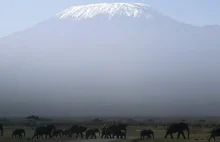 Polscy parlamentarzyści wrócili z wyprawy na szczyt Kilimandżaro