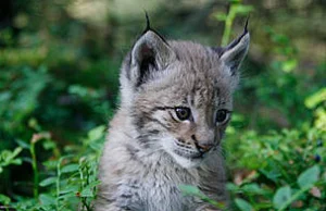 We wrocławskim zoo przyszła na świat samica rysia