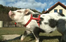 Oliwer – świnia, która chce zostać ratownikiem