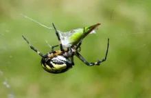 Czarno żółty pająk przechwytuje konika polnego