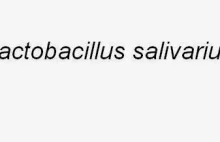 Lactobacillus salivarius