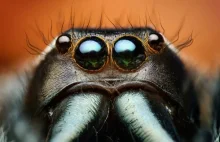Niesamowite makro zdjęcia owadów i skorupiaków.