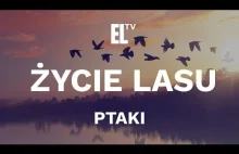 Życie lasu: ptaki - [film przyrodniczy]