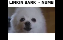 Linkin Bark - Numb