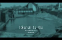 Fokarium w Helu na żywo w HD :)