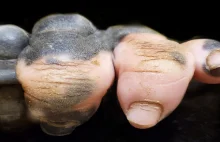 Dłoń goryla po utracie pigmentu skóry
