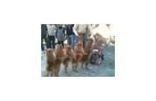 7 psów i rower