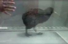Rehabilitating a kiwi bird on a treadmill