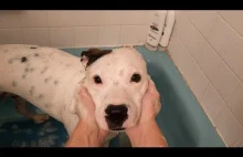 Pies czyścioszek, czyli kąpiel grzecznego psa
