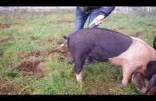 Jak wyprostować świński ogon