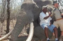 Myśliwy z Niemiec zastrzelił w Afryce gigantycznego słonia.
