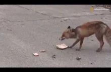 Sprytny lis zrobił sobie kanapkę