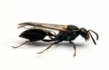 [EN] Brazilian wasp venom kills cancer cells by opening them up